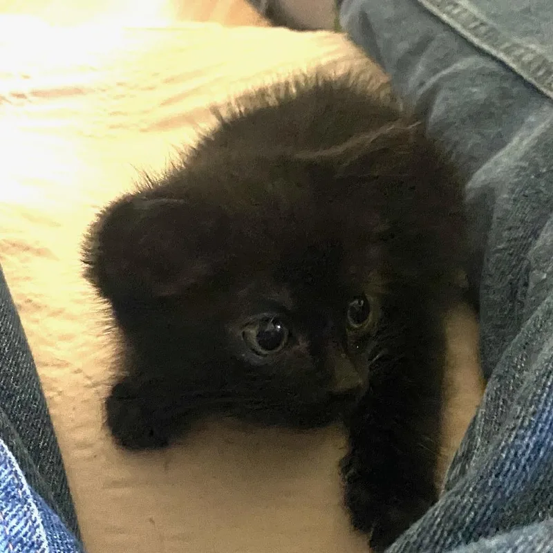 Cat Williams thumbnail 2