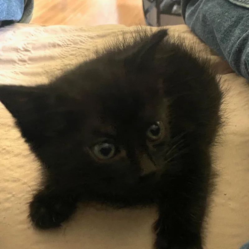Cat Williams thumbnail 3