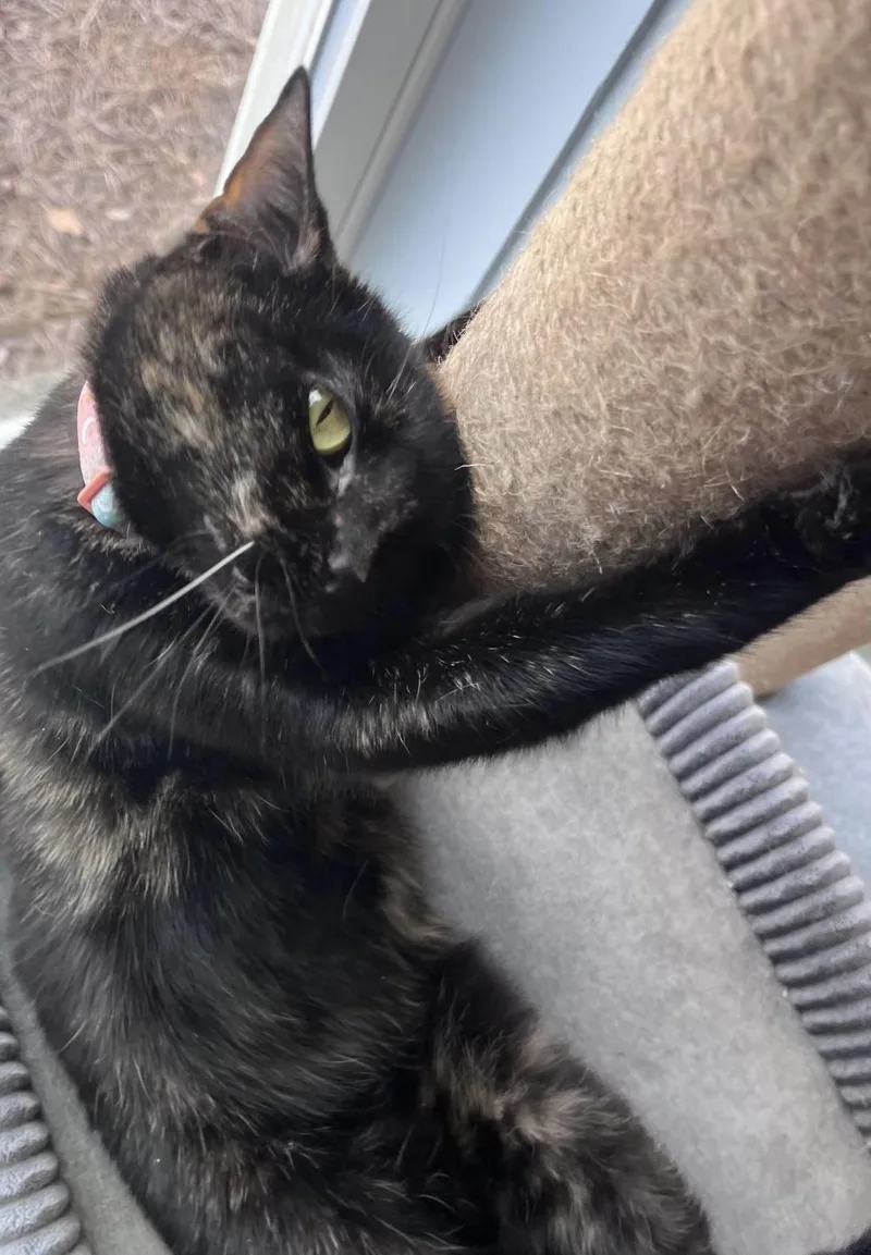 Tinkerbell thumbnail 2