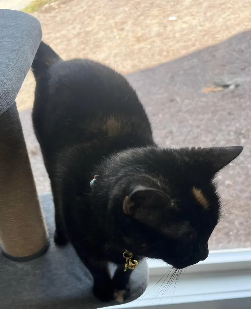 Tinkerbell thumbnail 3