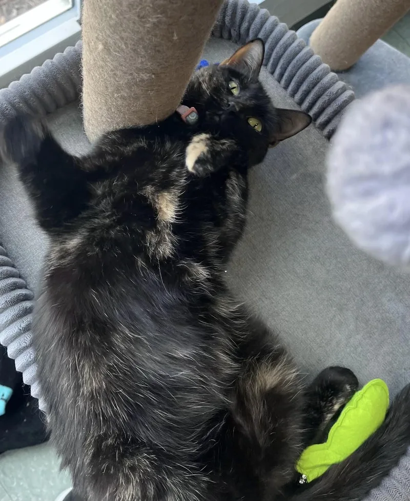 Tinkerbell thumbnail 4