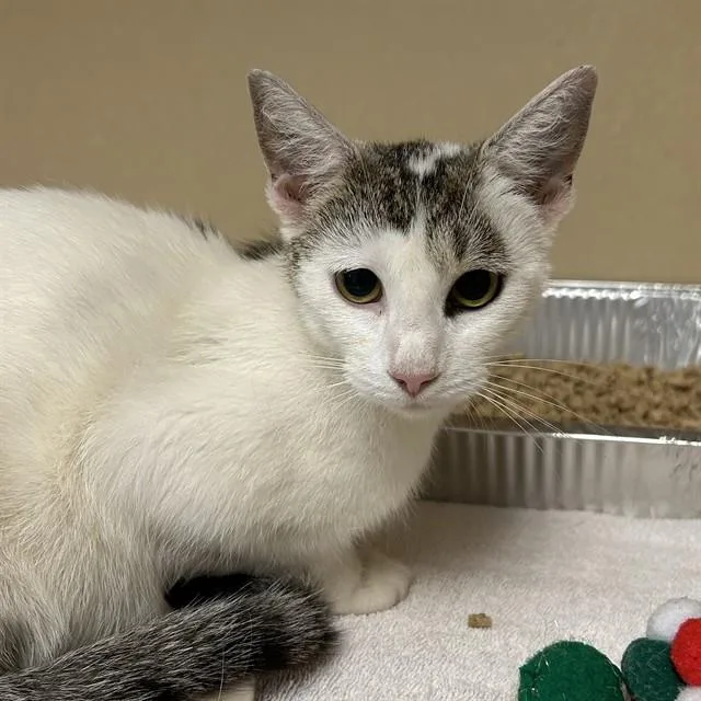 A young small-sized female Domestic Short Hair cat named Tambourine for adoption in Lincolnton, NC