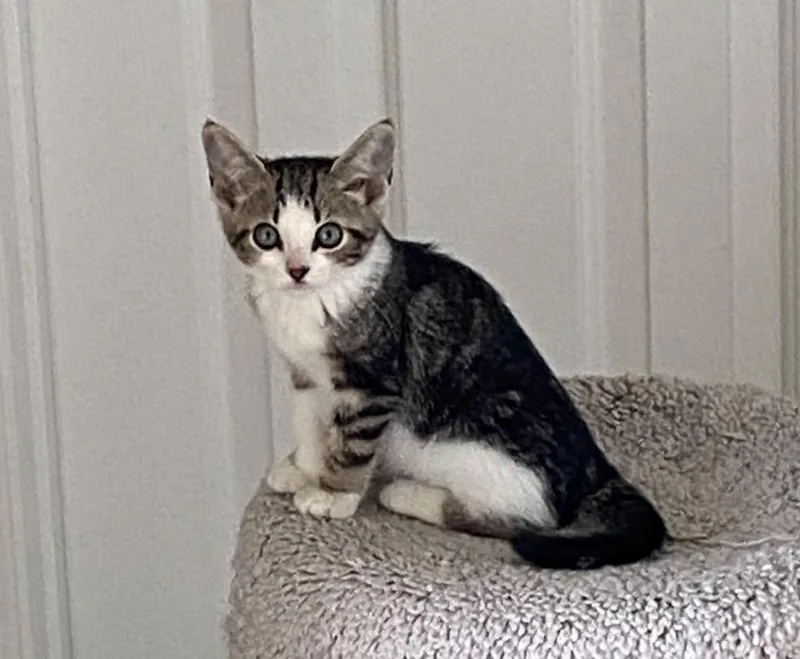 A baby medium-sized female Domestic Short Hair cat named Xyla for adoption in Cumming, GA