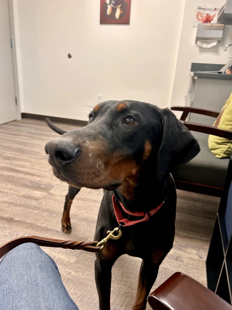 A young large-sized female Bicolor Doberman Pinscher dog named Ember for adoption in Port Angeles, WA