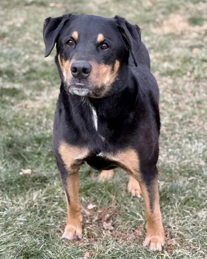 A senior large-sized male Rottweiler dog named George for adoption in Malvern, PA