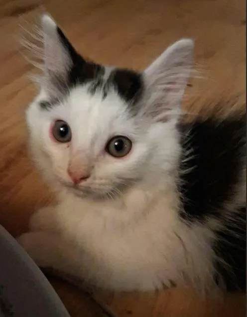 A baby medium-sized male Domestic Medium Hair cat named Warwick for adoption in Battle Creek, MI