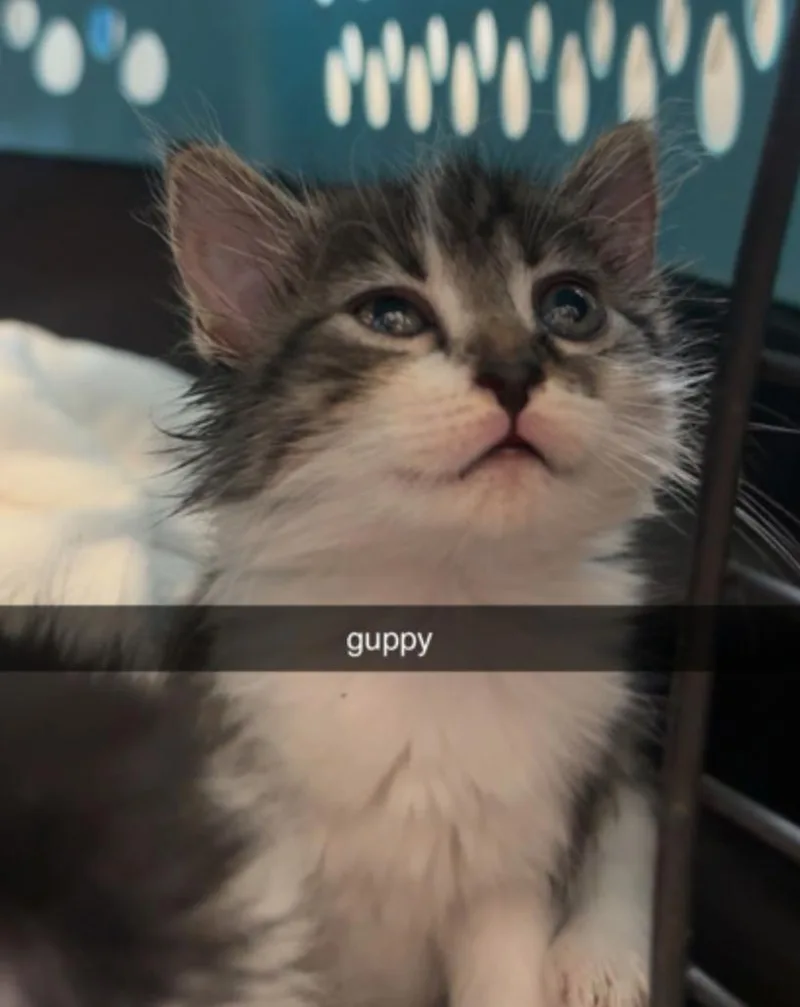 Guppy