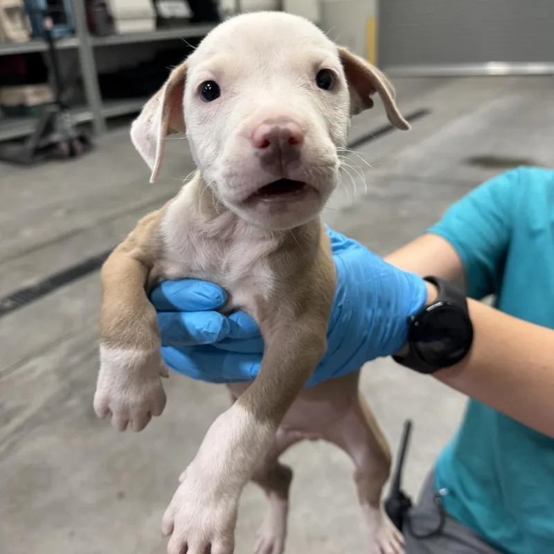 A baby small-sized male Yellow / Tan / Blond / Fawn Mixed Breed dog named Spider Man for adoption in Las Cruces, NM