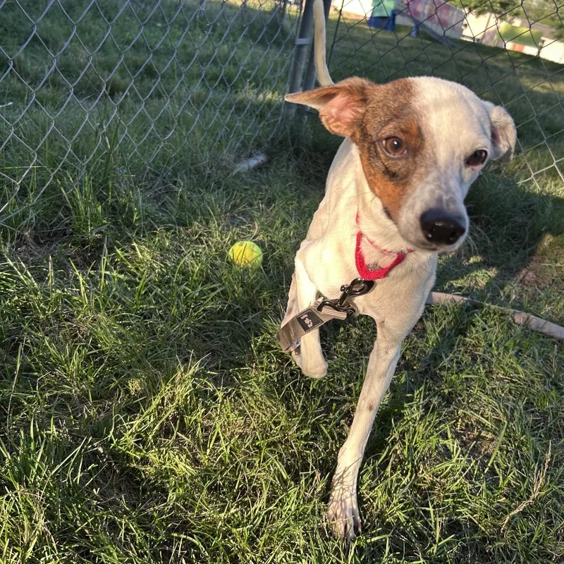 A young small-sized male White / Cream Mixed Breed dog named Hotel for adoption in Fredericksburg, VA