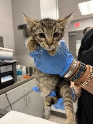 A baby small-sized male Domestic Short Hair cat named Brown Band for adoption in Gastonia, NC
