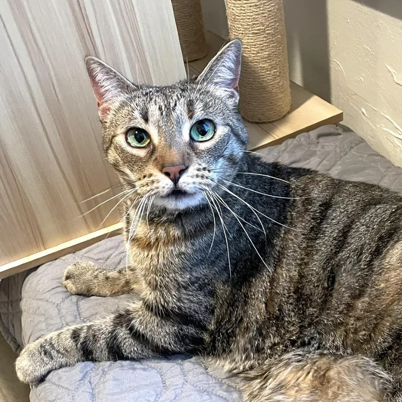 A senior large-sized female Brown / Chocolate Domestic Short Hair cat named Bailey for adoption in Pleasant Hill, CA