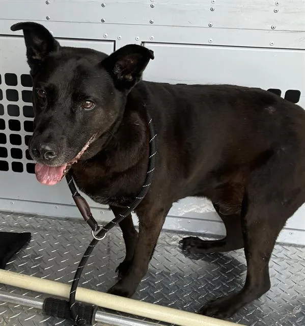 A senior large-sized male Labrador Retriever dog named Zorro for adoption in Palmetto, FL