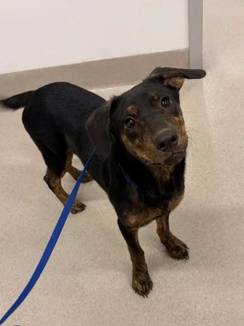 A young medium-sized female Plott Hound dog named Joob Joob for adoption in Baytown, TX