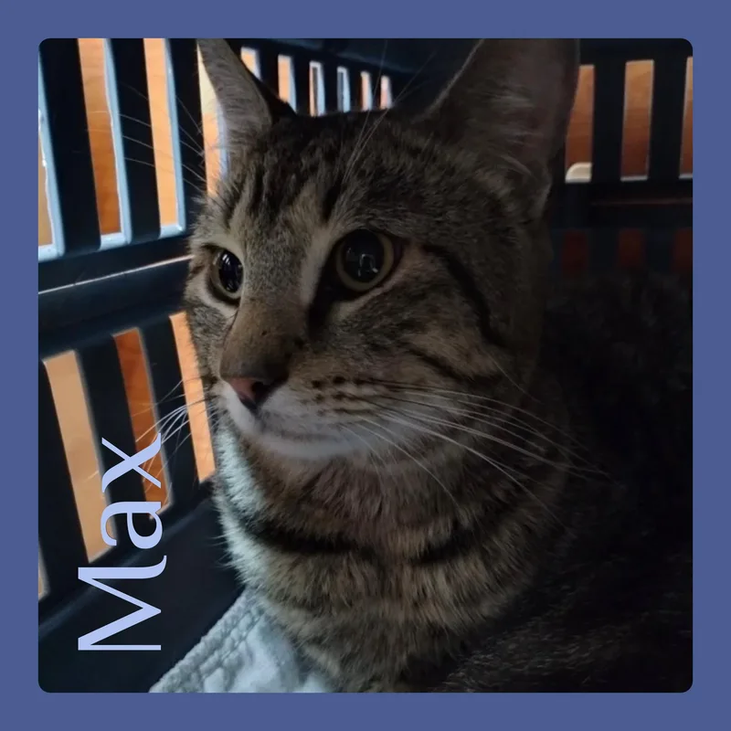 A young medium-sized male Tabby (Gray / Blue / Silver) Tabby cat named Max for adoption in Lawton, OK