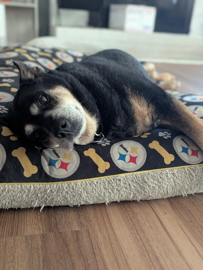 Fatty Patty thumbnail 3