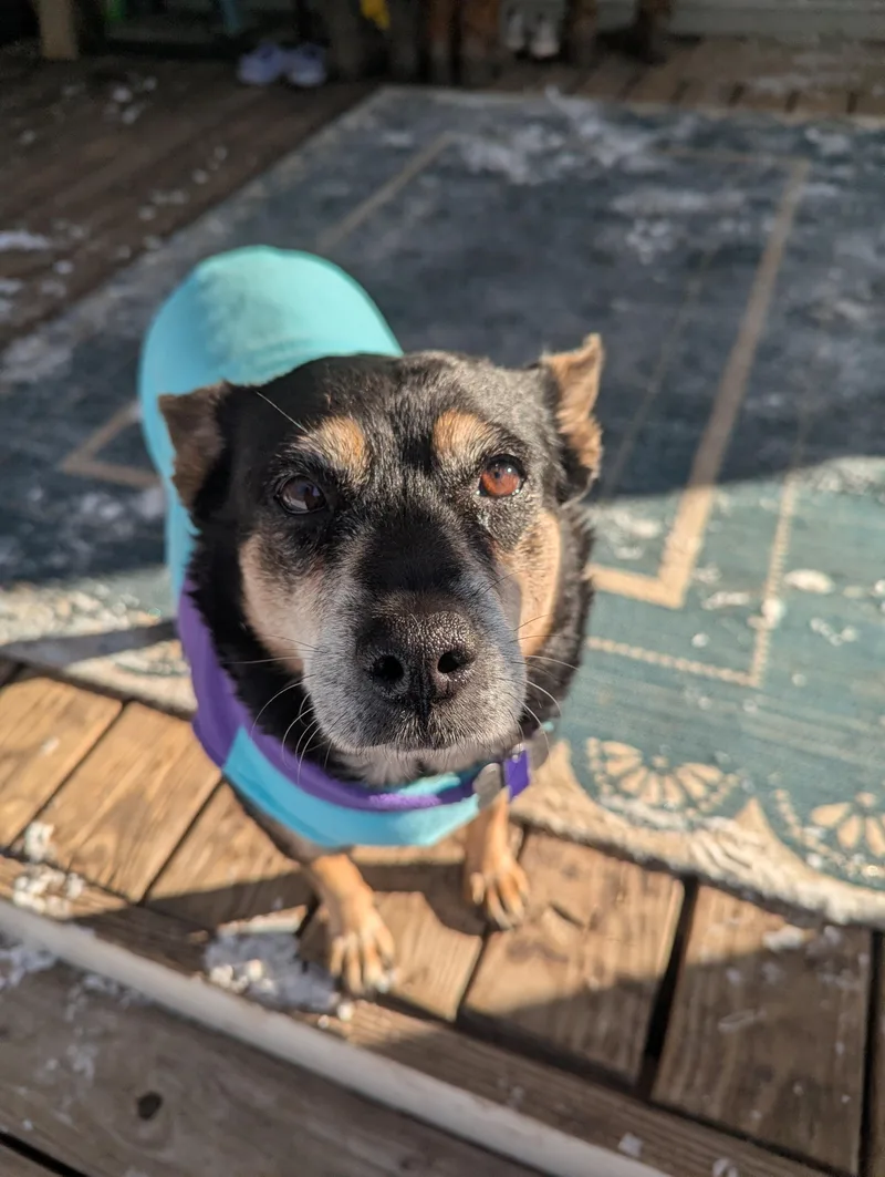 Fatty Patty thumbnail 4