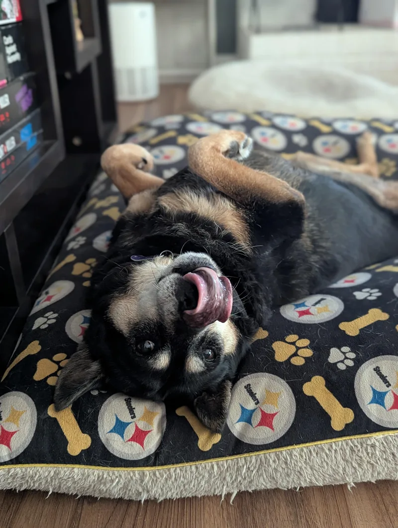 A senior medium-sized female Tricolor (Brown, Black, & White) Chow Chow dog named Fatty Patty for adoption in Raeford, NC