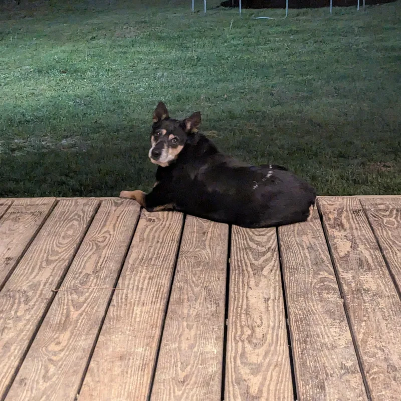 Fatty Patty thumbnail 5