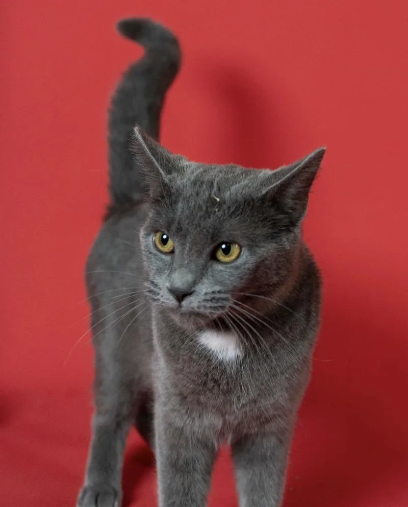 An adult medium-sized female Gray / Blue / Silver Domestic Short Hair cat named Kuma for adoption in Little Falls, MN
