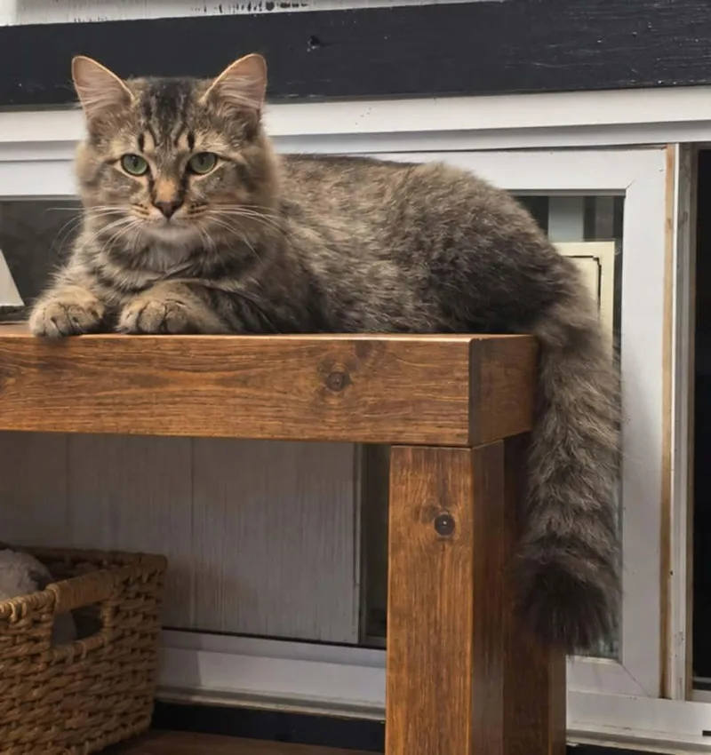 A young medium-sized male Domestic Medium Hair cat named Notorius Cat for adoption in Wheelersburg, OH