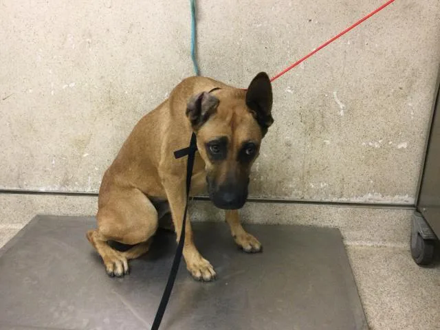 A young large-sized female German Shepherd Dog dog named Gwen for adoption in Riverside, CA