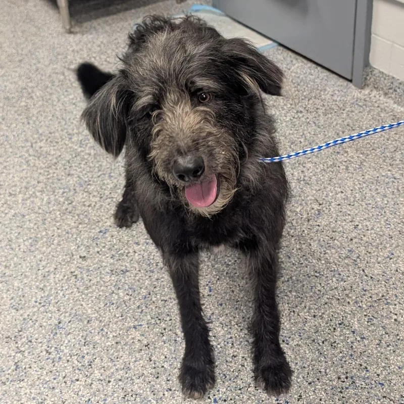 An adult large-sized male Black Terrier dog named Journey for adoption in Greenville, SC