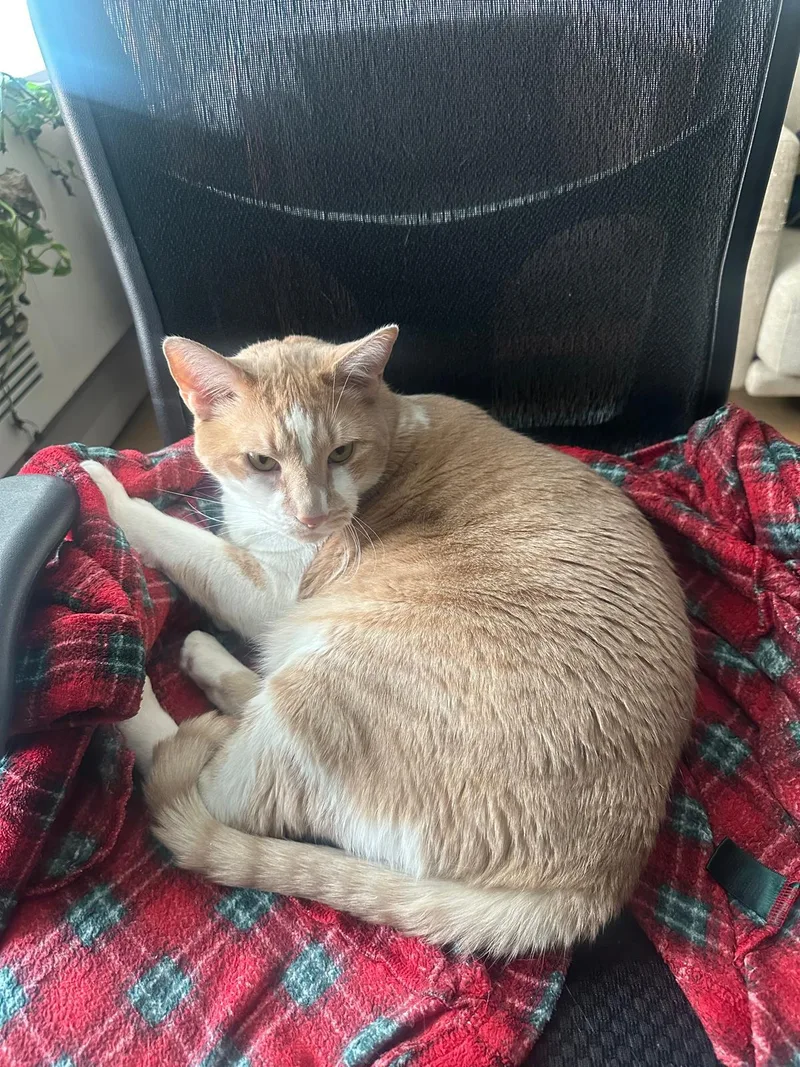 An adult extra large-sized male Buff & White Domestic Short Hair cat named Mylo for adoption in New York, NY