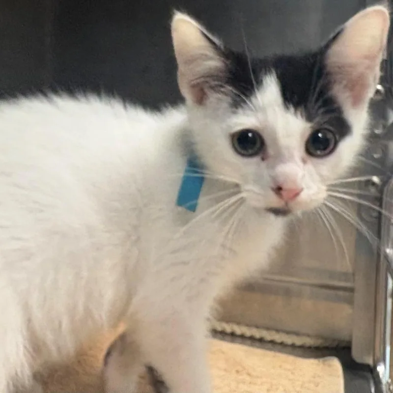 A baby small-sized male White Domestic Short Hair cat named Colorado for adoption in East Hanover, NJ