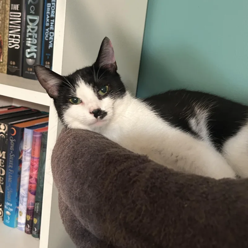 An adult medium-sized female Black & White / Tuxedo Domestic Short Hair cat named Smidge for adoption in Bellmawr, NJ