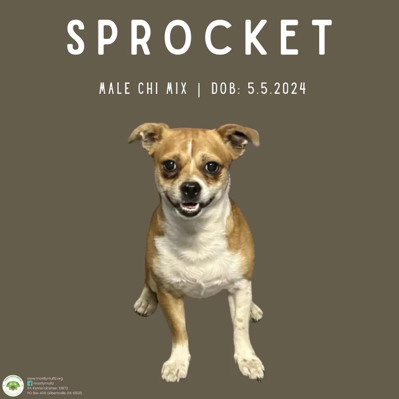 Sprocket thumbnail 4