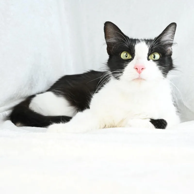 Penelope