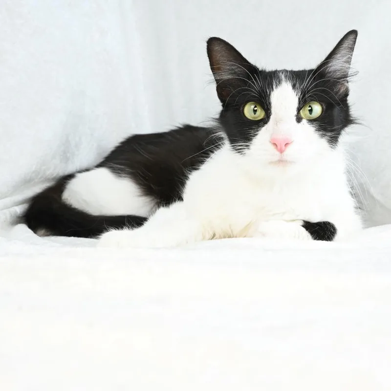 Penelope thumbnail 2