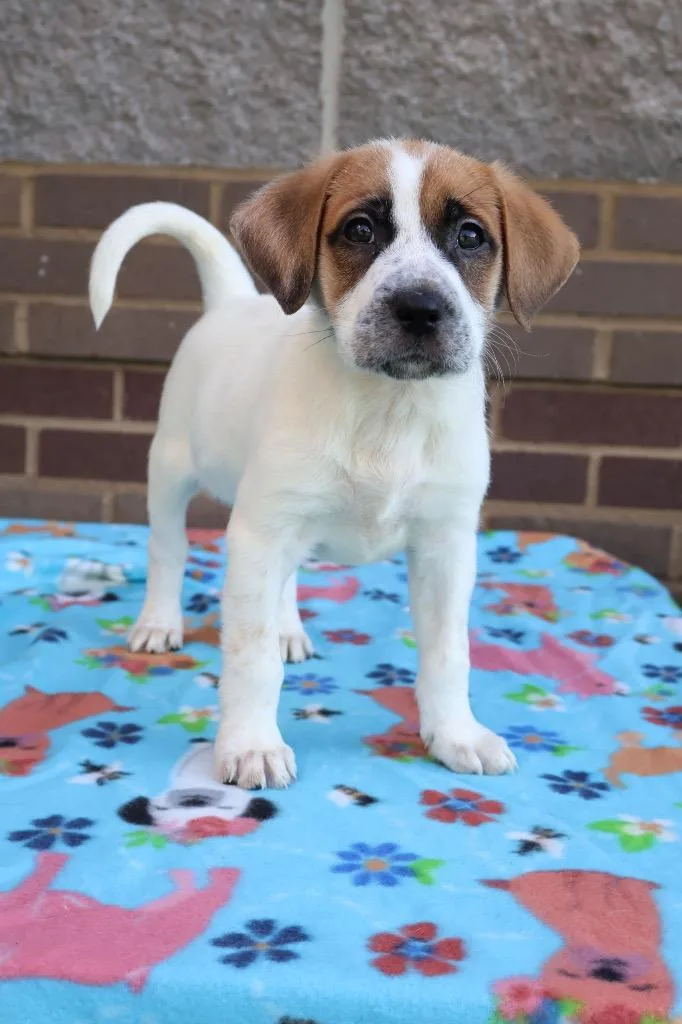 A young medium-sized female Mixed Breed dog named Snooki for adoption in Columbia, TN