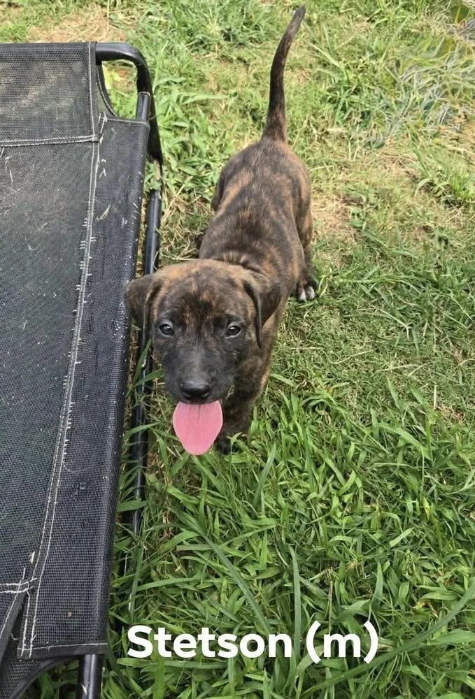 A baby medium-sized male Pit Bull Terrier dog named Stetson for adoption in Wenonah, NJ