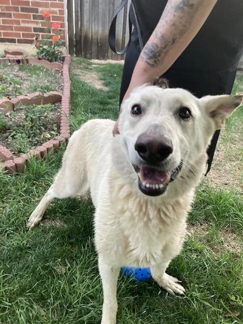 An adult large-sized male German Shepherd Dog dog named Zeus for adoption in Dallas, TX