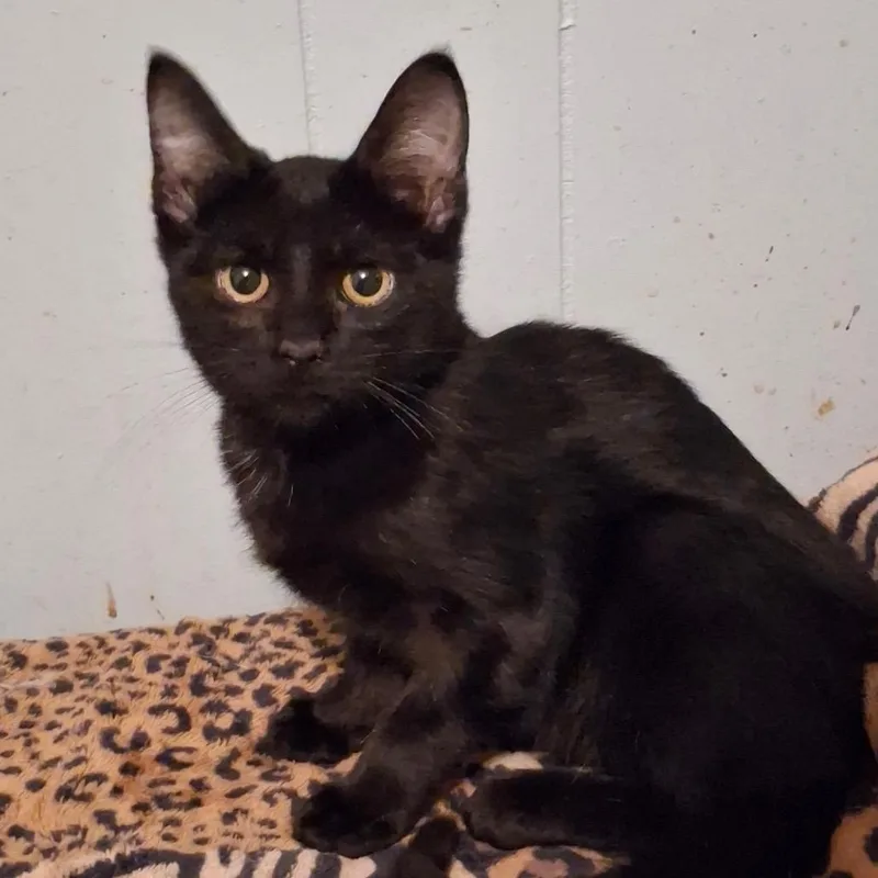 A baby small-sized male Black Domestic Short Hair cat named Denny Macon for adoption in Columbia, MO