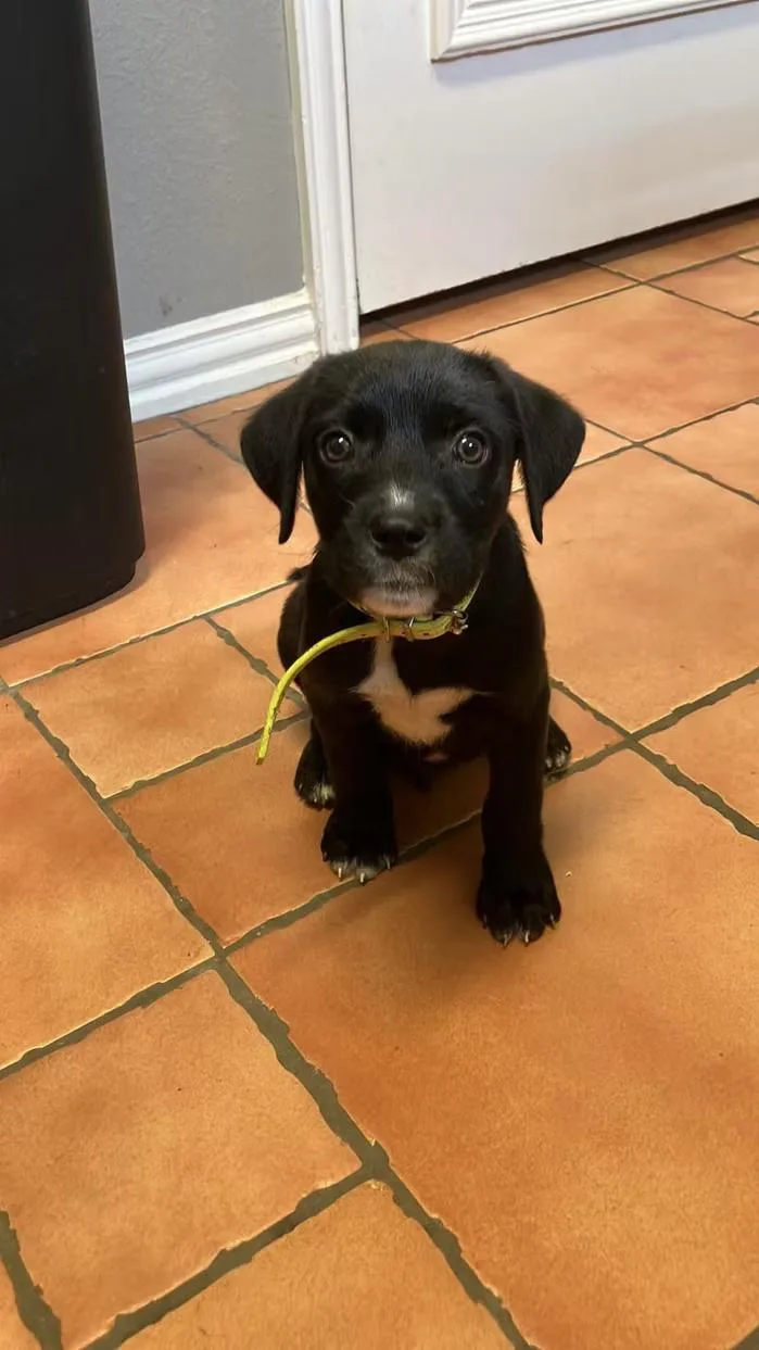 A baby large-sized male Labrador Retriever dog named Light for adoption in Anna, TX