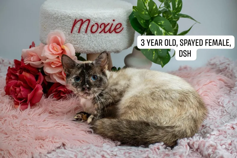 An adult medium-sized female Blue Point Domestic Short Hair cat named Moxie for adoption in Sevierville, TN