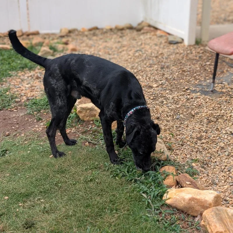 An adult large-sized male Black Catahoula Leopard Dog dog named River for adoption in Lenoir, NC