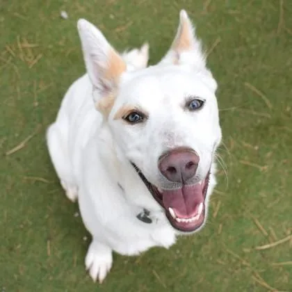 A young medium-sized female White / Cream Australian Shepherd dog named Marcie for adoption in Flagstaff, AZ