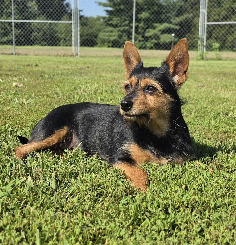 Roxie