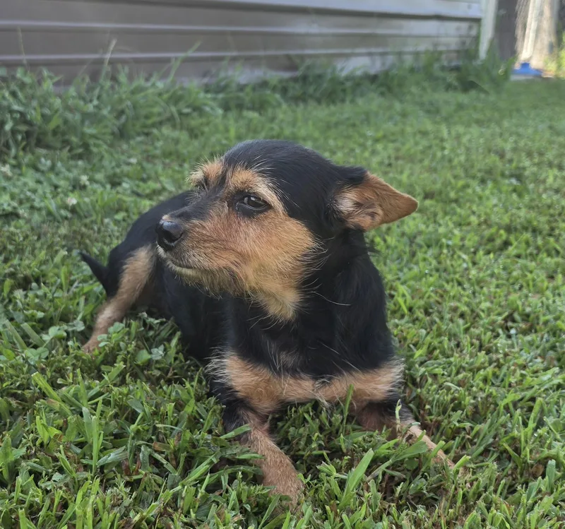 Roxie thumbnail 3
