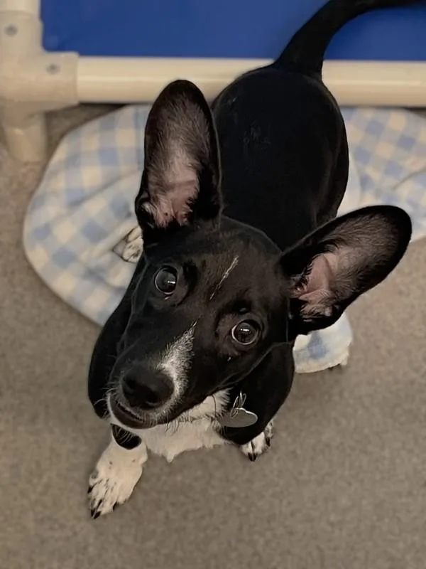 A baby small-sized male Hound dog named Coupe for adoption in Roanoke, VA