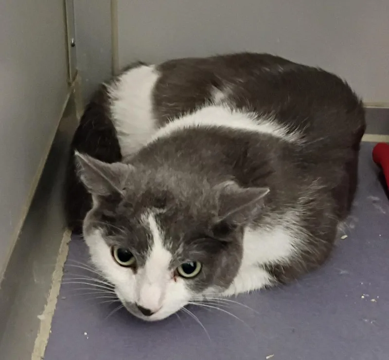 An adult small-sized male Domestic Medium Hair cat named Apolloe for adoption in Rockford, IL