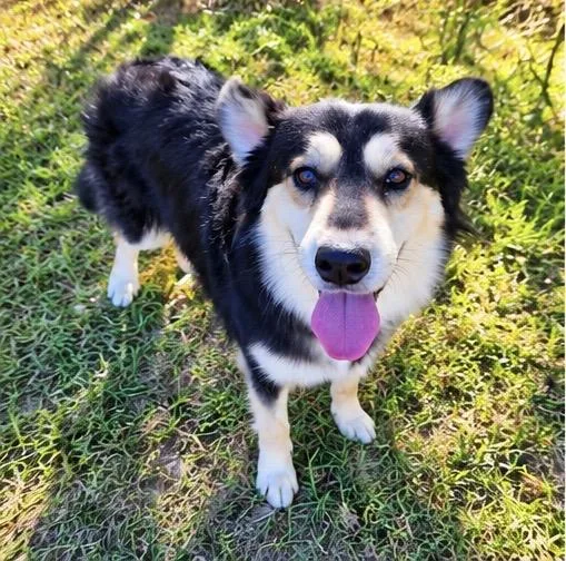 An adult medium-sized male Black Australian Shepherd dog named Kenny for adoption in Foley, AL