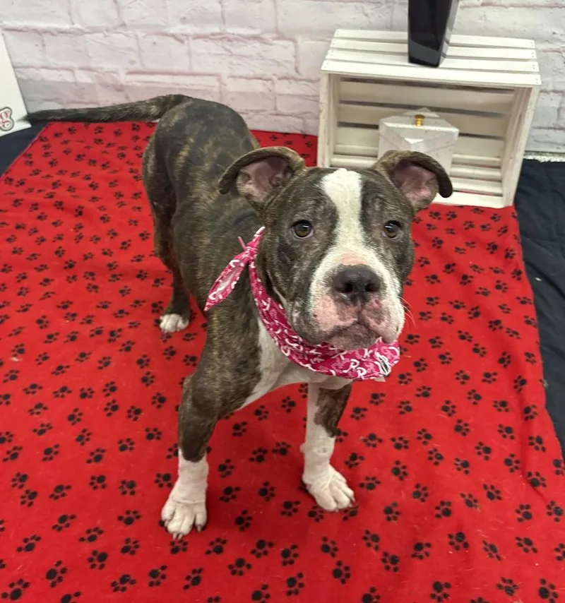 A baby medium-sized female Mixed Breed dog named Ria Tia for adoption in Detroit, MI
