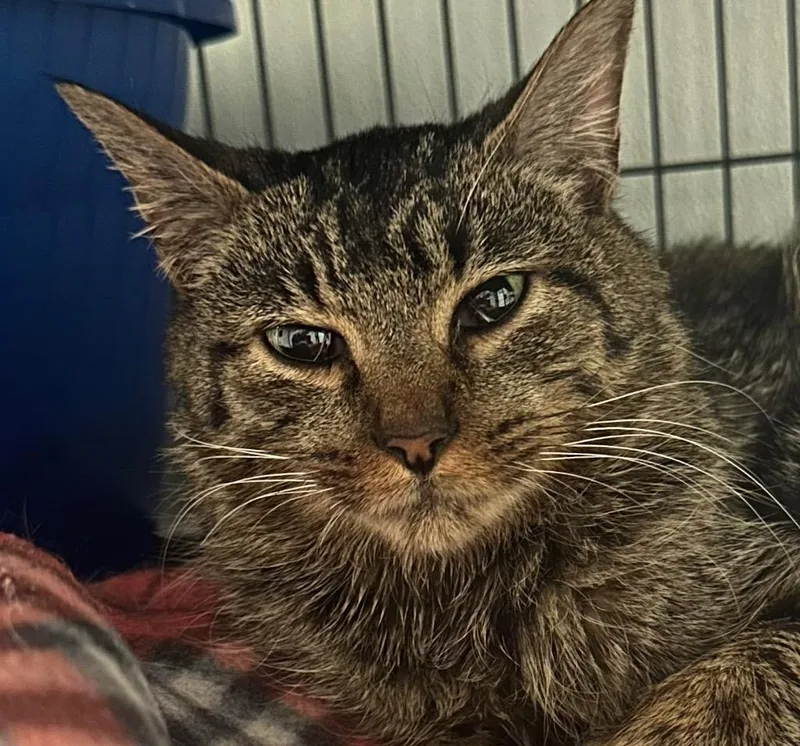 A young medium-sized female Domestic Short Hair cat named Scarlet for adoption in Saginaw, MI