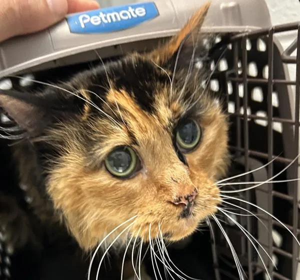 A senior small-sized female Domestic Long Hair cat named Aurora for adoption in Golden, CO