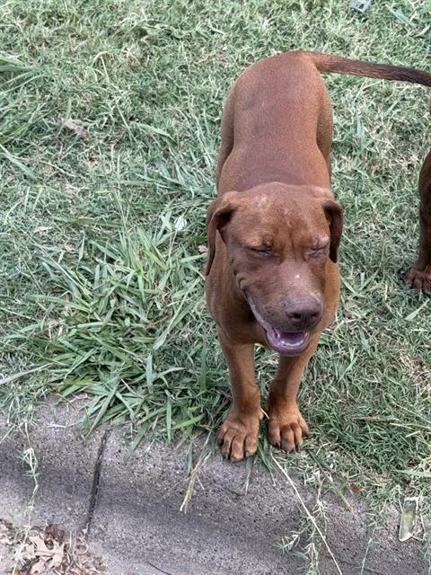 A young large-sized male Mixed Breed dog named May for adoption in Dallas, TX
