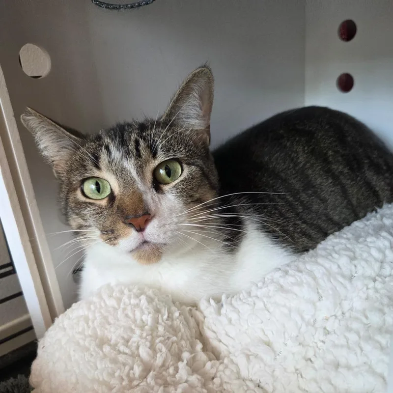 An adult large-sized male Brown / Chocolate Domestic Short Hair cat named Yang for adoption in Bentonville, AR